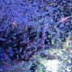dayglow-nervo-tucson-121102-2038
