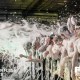 foam-wonderland-carnage-frontier-hall-140926-12